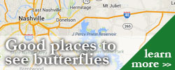 Places to see butterflies in TN